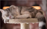 尽量不让猫白天睡觉可以吗