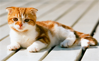 猫的嗅觉是人的多少倍