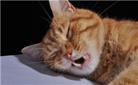 猫呼吸有拉风箱声音