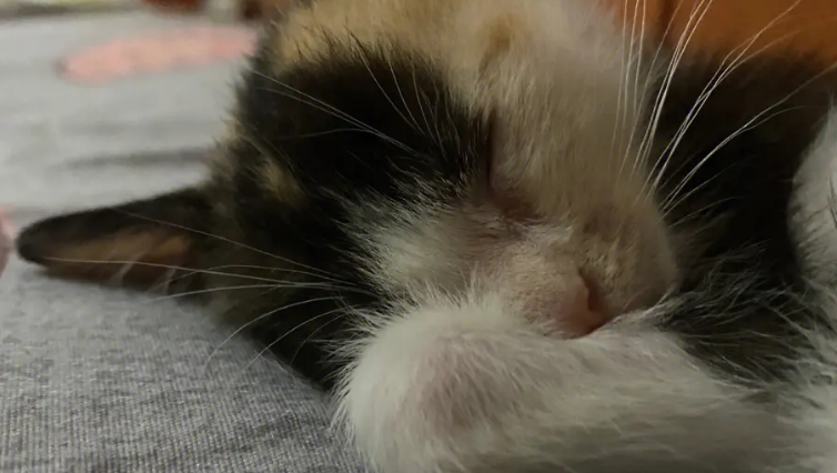 猫第一次生产会不会慢