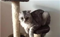 猫发情了怎么办