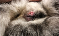 公猫绝育服跟母猫一样吗