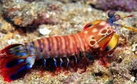 雀尾螳螂虾的天敌