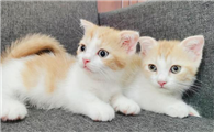 接受人家送的猫好不好