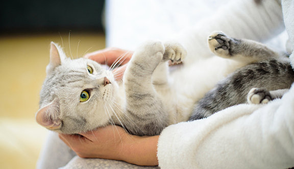 猫后背不让摸一摸就咬 猫后背不让摸一摸就咬