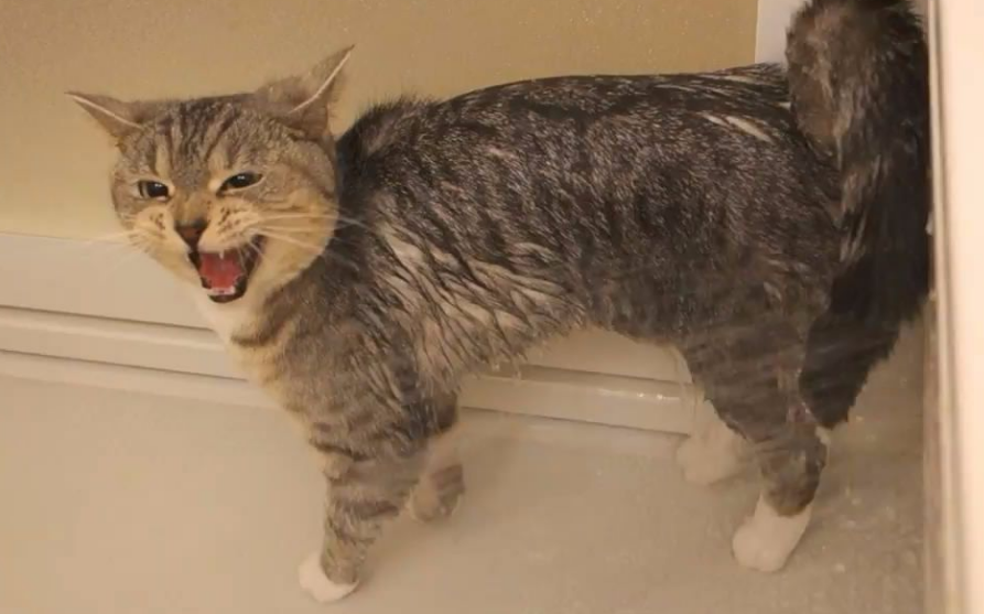 猫对着门外嗷呜嗷呜的叫