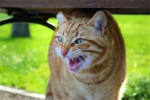 猫反感你的表现