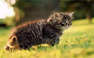 恐怖食人猫故事