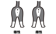 猫刚出生怎么分辨公母