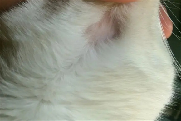 家里猫掉毛会引发肺结节吗