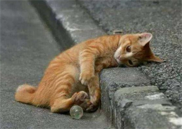 离家出走的猫会后悔吗