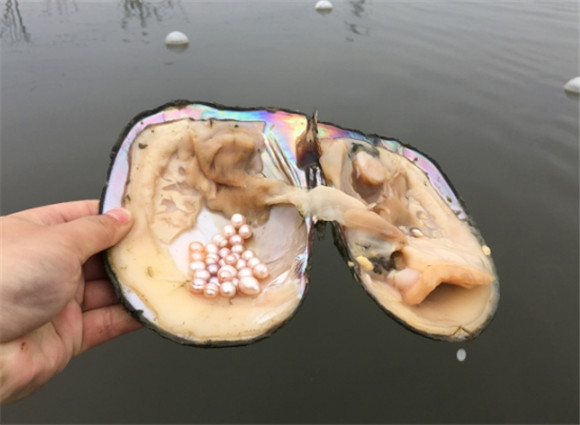 河蚌珍珠值钱吗
