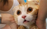 猫多少钱一只(10元以下)