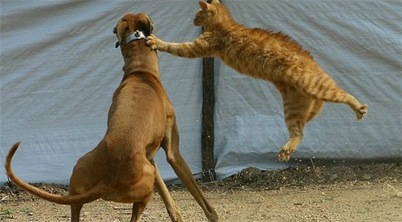 猫和狗打架谁厉害