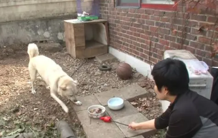 狗狗将主人赶出家门，还把训犬师吓得落荒而逃