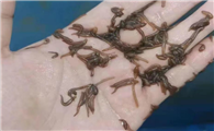 水蛭种苗价格一斤