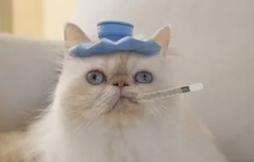 猫的正常体温是多少度