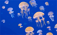 水母是生物吗