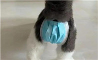 绝育后放归的猫结局怎么样