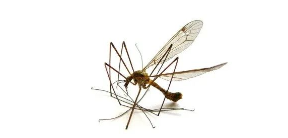 杀死蚊子的办法