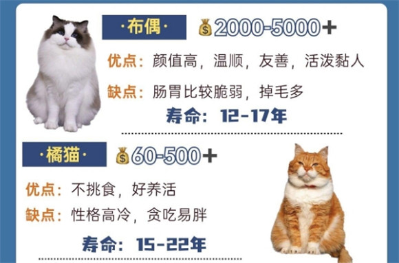 揭秘20种热门猫咪品种：性格优缺点全解析