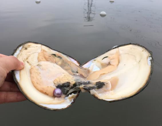 水蚌可以刺身吗 水蚌可以刺身吗
