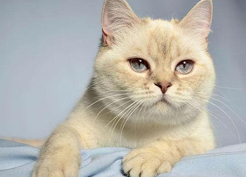 后悔没有早点知道！猫咪真的能带来好运！