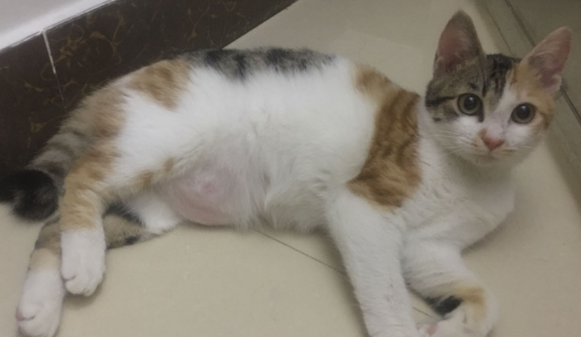 猫怀孕初期有哪些症状