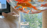 家里有猫能养鱼吗
