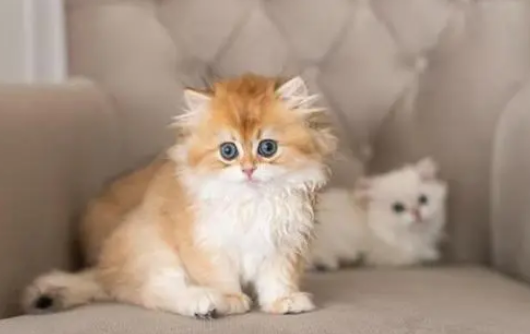 猫的寿命一般有几年 猫的寿命一般有几年