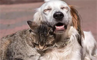 猫和狗的区别