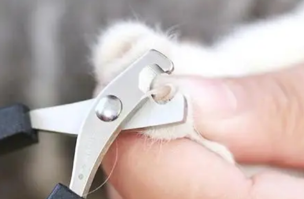 猫多大可以剪指甲 猫多大可以剪指甲