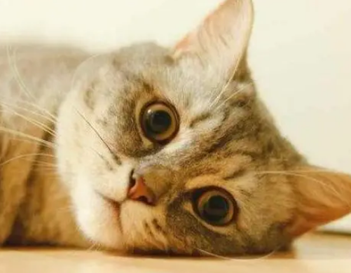 绝育后的猫咪还会发情吗