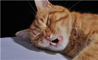 猫呼吸急促还呼哧呼哧的