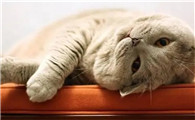 猫很怕吊扇