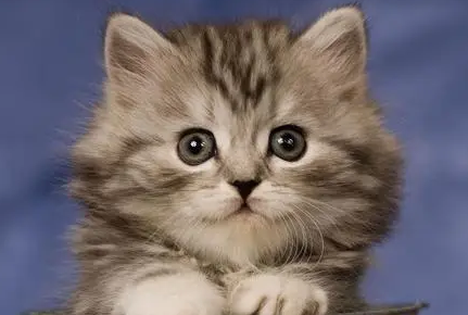 猫的眼睛有很多眼屎和泪水怎么回事