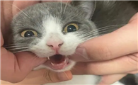 猫换牙的时间是从几个月开始