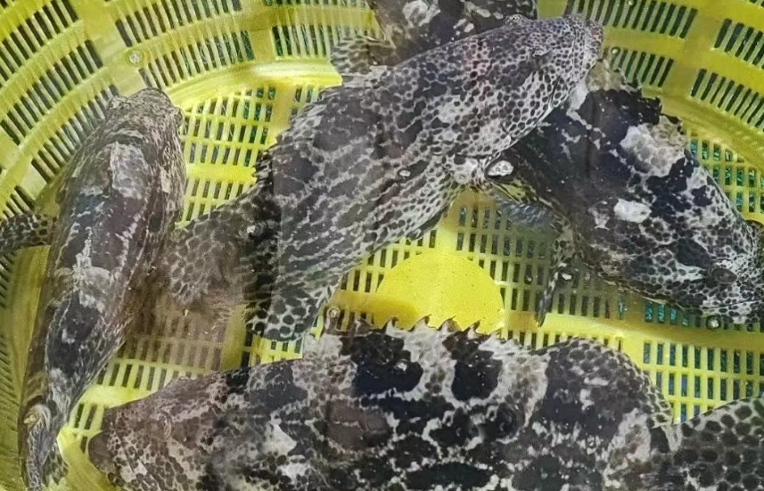 石斑鱼什么样子 石斑鱼什么样子
