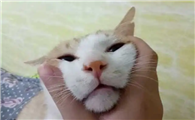 猫胡子断了是什么原因