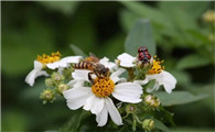 蜜蜂和七星瓢虫