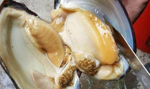 河蚌尿酸高吗