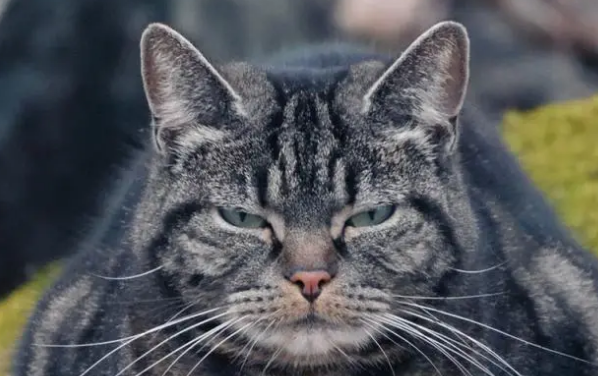 猫的性格取决于主人