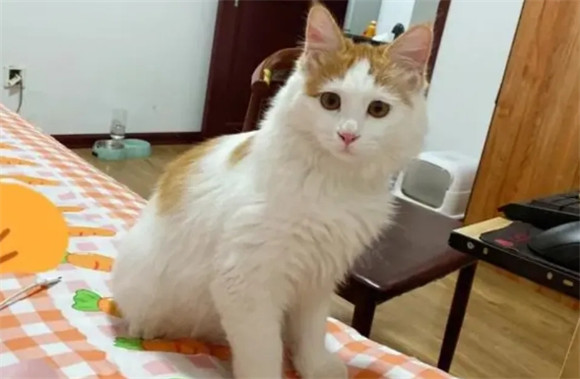猫咪过得幸不幸福,一眼就能看得出来! 猫咪过得幸不幸福,一眼就能看得出来!