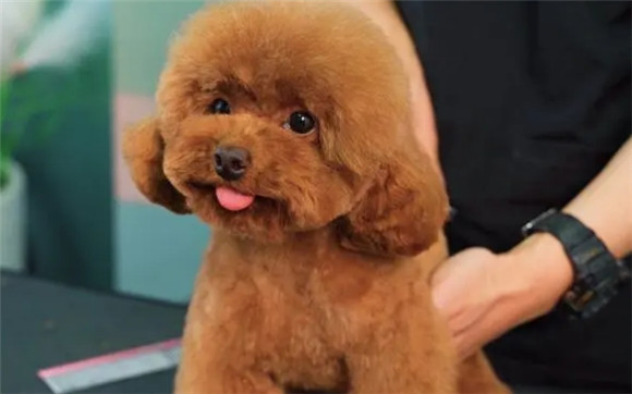 贵宾犬什么颜色最贵?原来是这个颜色! 贵宾犬什么颜色最贵?原来是这个颜色!