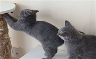 猫犯错被打吓尿了有事吗
