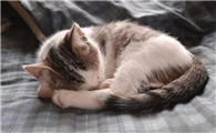 猫会不会在人睡着的时候攻击人