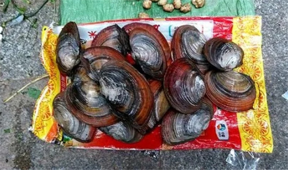 珍珠河蚌批发市场