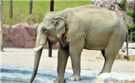 大象的孕期是多久