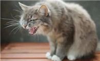 猫发烧吃什么药效果好
