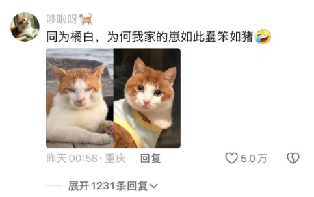 有的猫娇生惯养有的猫征战海洋，太形象了